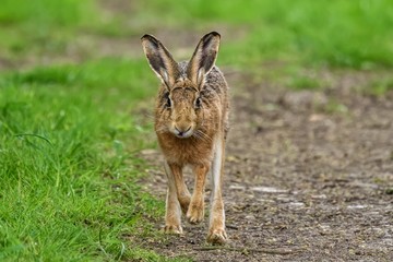 A young European hare (Lepus europaeus). It is a close-up view, with the hare moving towards the camera, with its front paws off the ground.