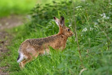 A young European hare (Lepus europaeus). It is a close-up view, with the hare seen side-on, in long grass with white flowers around.