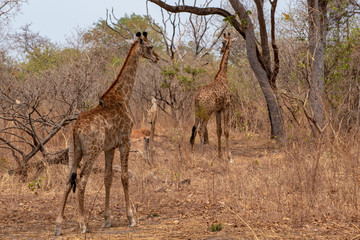 Giraffe on nature background, Natural environment..West Africa, Senegal