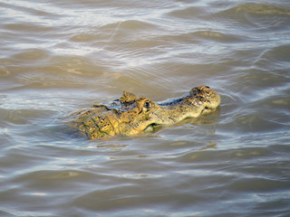 crocodile