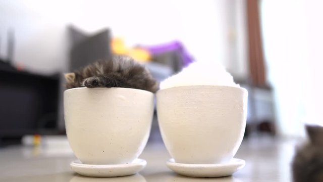 Persian kittens, white and black Persian kittens aged 3 weeks playing in white pots happily.