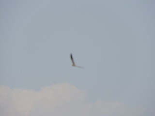 seagull flying in the sky