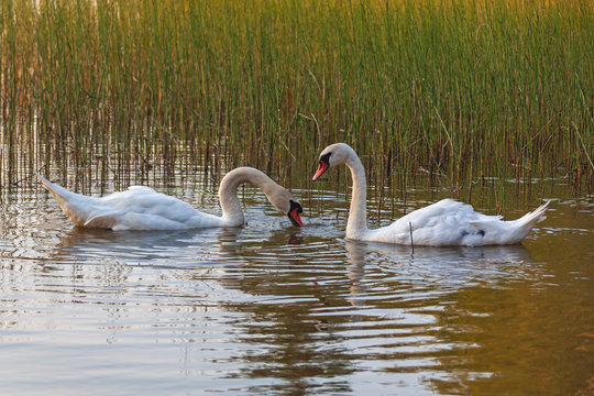Couple of beautiful white swans float on the surface of Bodom Lake at sunset, Espoo, Finland