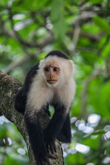 monkey climbing on tree in costa rica