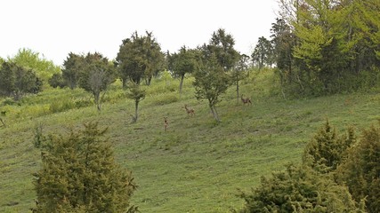 Rehe (Capreolus capreolus) am Morgen auf Kalkmagerrasen