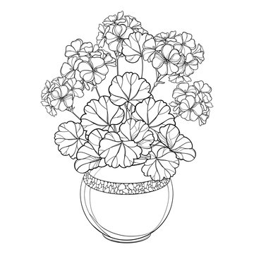 geranium plant in pot line art clip art preview