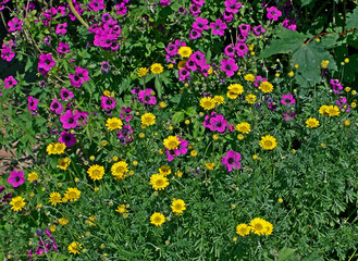 Detail of a flowering border with Geraniums and Chrysanthemum frutescens © Garden Guru