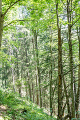 Obraz premium Alpine wood in the Gressoney valley near Monte Rosa