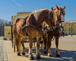 two horses in a team with a carriage on the Palace square of St. Petersburg