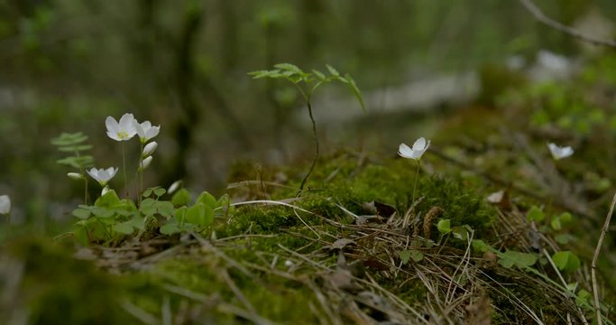 Moss, grass, forest. Beautiful green moss in the sunlight, moss close-up. Moss grows on a dead tree with flowers