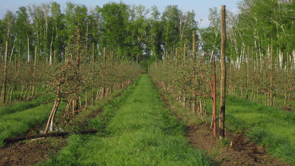 early spring orchard