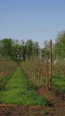 Fototapeta na wymiar early spring orchard