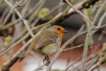 Robin in a magnolia tree