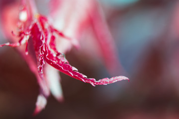 red japanese maple leaf before it tunrs green 