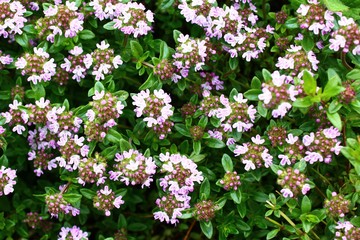 Blühender Thymian