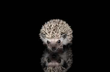 Studio shot of an adorable African white- bellied hedgehog standing on black background