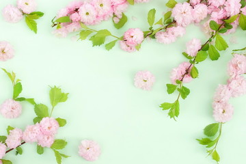 Flowers composition background. beautiful pink sakura flowers on pale green background.Top view.Copy space