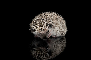 Studio shot of an adorable African white- bellied hedgehog standing on black background