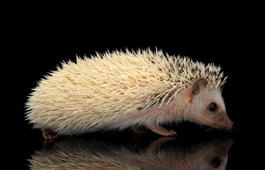 Studio shot of an adorable African white- bellied hedgehog walking on black background