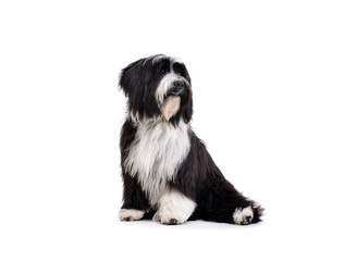 Studio shot of an adorable Tibetan Terrier looking curiously