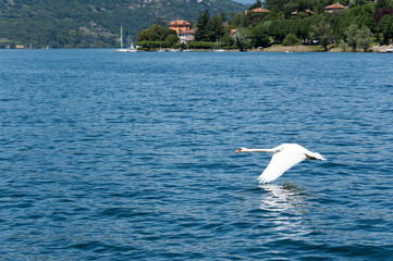 Swan that flies on the water on Lake Maggiore