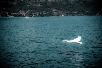 Swan that flies on the water on Lake Maggiore
