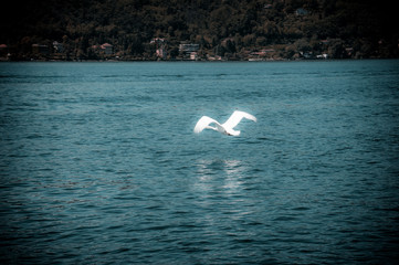 Swan that flies on the water on Lake Maggiore