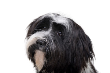 Portrait of an adorable Tibetan Terrier looking curiously at the camera