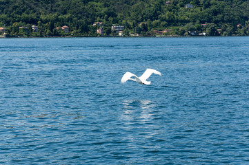 Swan that flies on the water on Lake Maggiore
