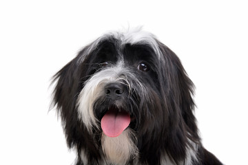 Portrait of an adorable Tibetan Terrier looking curiously at the camera