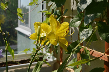 Obraz premium Bright blooming daylily in cozy garden on the balcony. Yellow flowers in sunny summer day.