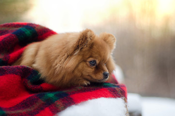 Winter dog