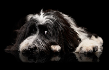 Studio shot of an adorable Tibetan Terrier lying on black background and looking sad