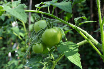 Bunch of green tomatoes on a bush. Vegetable garden.