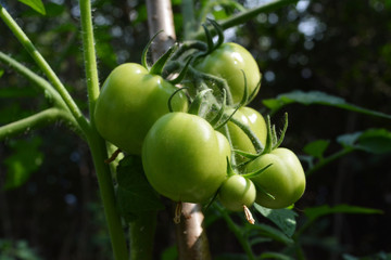 Green tomatoes grow in garden. Organic farming. Summer day.