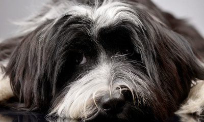 Studio shot of an adorable Tibetan Terrier lying on grey background and looking sad