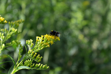 Goldenrod wildflower with bumblebee on blurred nature background.