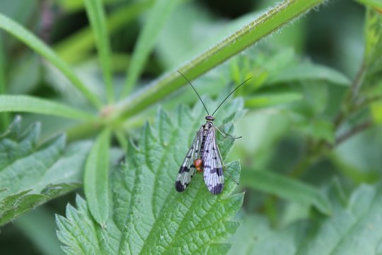 Skorpionsfliege