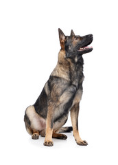 Studio shot of an adorable German Shepherd dog sitting and looking curiously