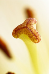 Lily Stigma Macro