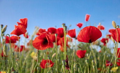 Red poppies against the blue sky in spring time.