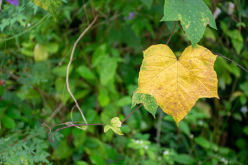 Green leaf background or the naturally walls texture Ideal (selective focus)