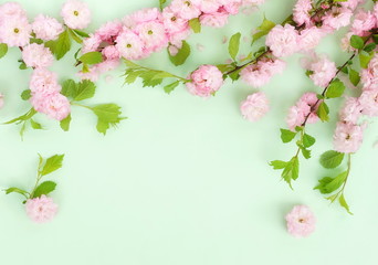 Flowers composition background. beautiful pink sakura flowers on pale green background.Top view.Copy space