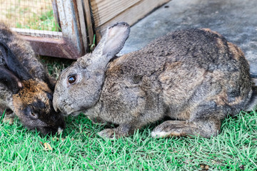 Closeup brown rabbit is lying down on the green grass in the zoo