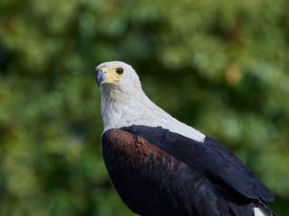 African fish eagle (Haliaeetus vocifer),