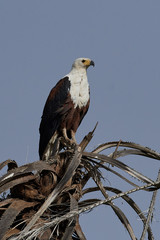 African fish eagle (Haliaeetus vocifer),