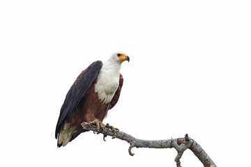 African fish eagle (Haliaeetus vocifer),