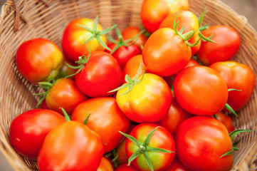 Ripe and fresh organic tomatoes in wicker basket.