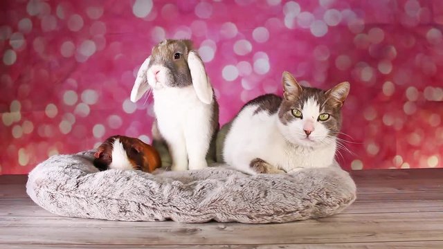 Cat and Rabbit bunny lop vs kitten Funny cute animals together