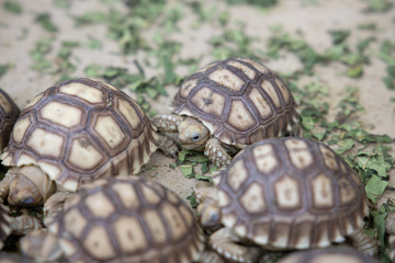 New born baby sulcata tortoise